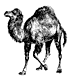 perl camel